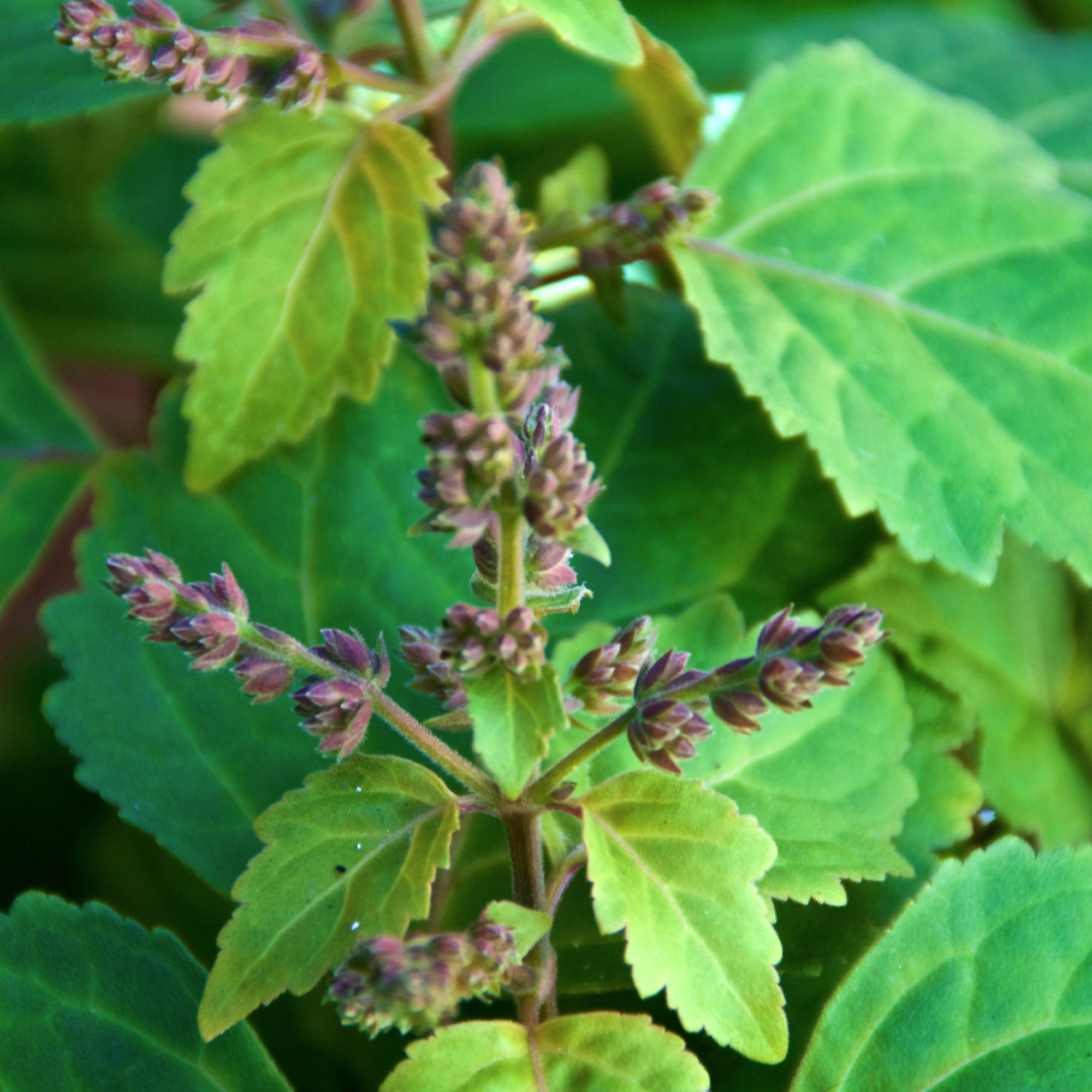 Patchouli Essential Oil – Oregon Trail Soapers Supply
